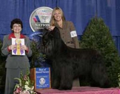 Sugar Ray winning BOB at the AKC Championship